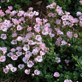 Diascia barberae (Twinspur) - Darla® ''Light Pink''