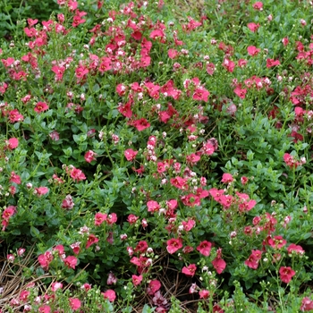 Diascia barberae (Twinspur) - Darla® ''Red''