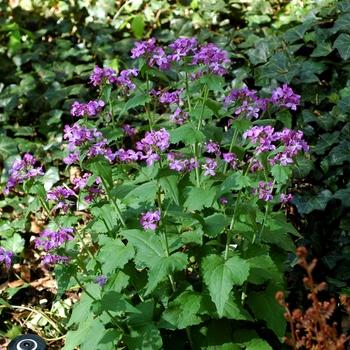 Lunaria annua - Money Plant