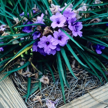 Ruellia simplex - 'Katie Blue' Mexican Petunia