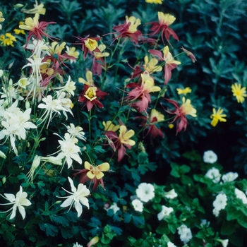 Aquilegia - 'McKana Giant' Hybrid Columbine