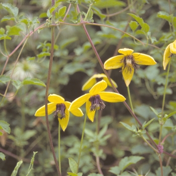 Clematis tangutica - Golden Clematis