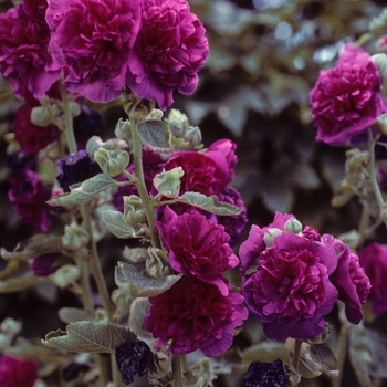 Alcea rosea - 'Chater's Purple' Hollyhock