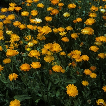 Calendula officinalis - 'Indian Prince' Pot Marigold