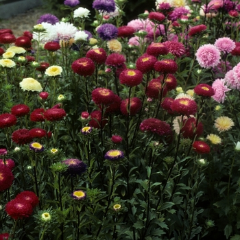 Callistephus chinensis - 'Pommax Mix' Chinese Aster