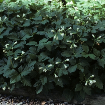 Cardamine maxima - Large Toothwort