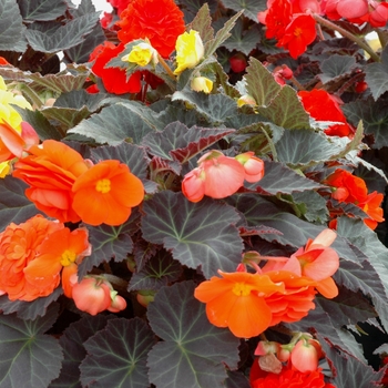 Begonia x tuberhybrida (Tuberous Begonia) - Nonstop® 'Mocca Mix'