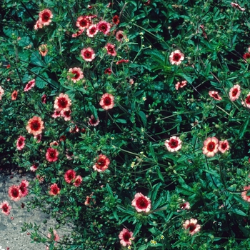 Potentilla nepalensis - 'Miss Wilmott'