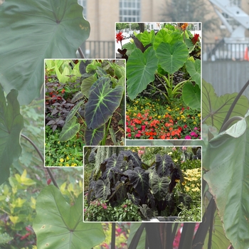 Colocasia - Assorted Elephant's Ear