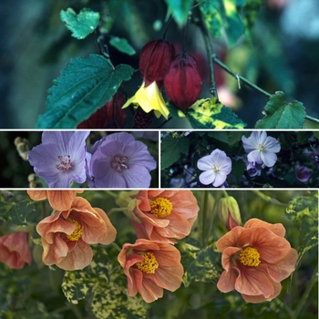 Abutilon Multiple Varieties - Flowering Maple