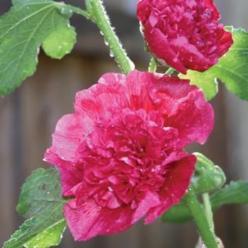 Alcea rosea - 'Chater's Scarlet' Hollyhock