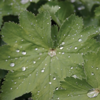 Alchemilla mollis - Lady's Mantle