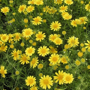 Dahlberg Daisy - Golden Fleece