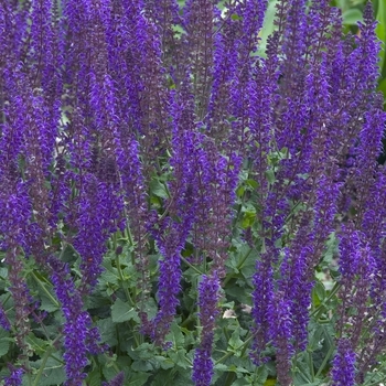 Salvia x sylvestris - 'May Night' Meadow Sage