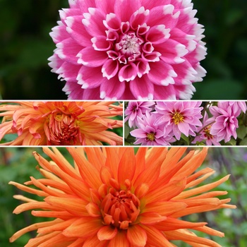 Dahlia - 'Multiple Varieties' 