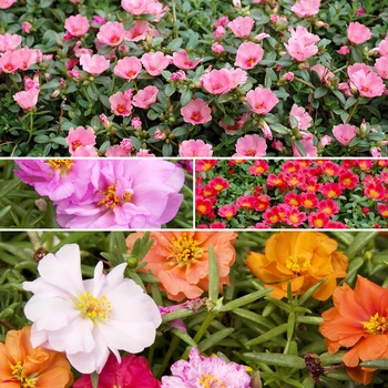 Portulaca - 'Multiple Varieties'