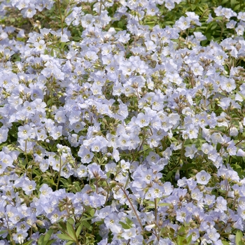 Polemonium reptans - 'Blue Pearl' Jacob's Ladder
