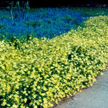 Coreopsis verticillata - 'Moonbeam' Tickseed