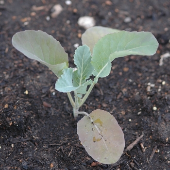 Brassica oleracea - 'Amazing' Amazing Cauliflower