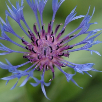 Centaurea montana - Mountain Bluet