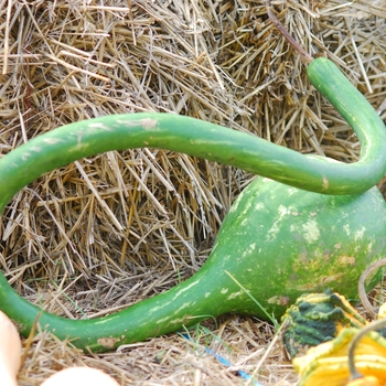 Cucurbita maxima - 'Extra Long-Handled Dipper Gourd' Extra Long-Handled Dipper Gourd Pumpkin