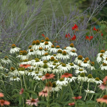 Echinacea purpurea - 'White Swan' Coneflower