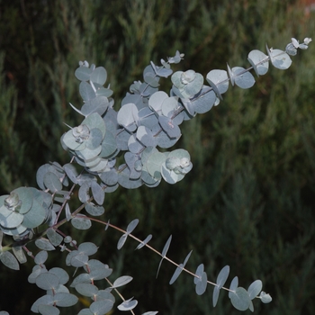 Eucalyptus cinerea - Gum Tree Eucalyptus