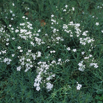 Gypsophila repens - Creeping Baby's Breath