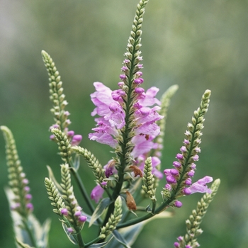 Physostegia virginiana - 'Variegata' Obedient Plant