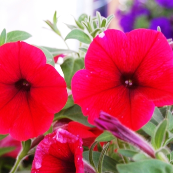 Petunia - ''Surprise Hot Red''