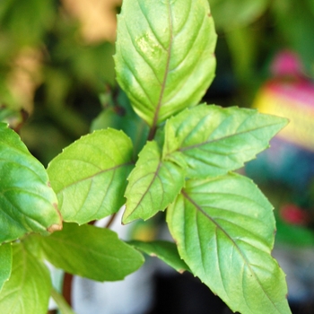 Ocimum basilicum - 'Cinnamon' Basil, Cinnamon