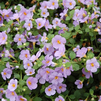 Sutera cordata (Bacopa) - Calypso™ ''Jumbo Deep Lavender''