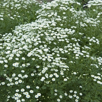 Tanacetum parthenium - 'Snowball' Feverfew