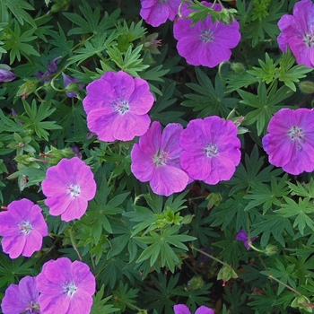 Geranium Cranesbill - New Hampshire 