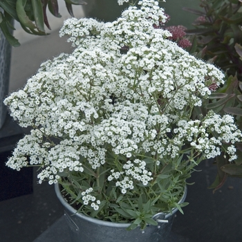 Gypsophila paniculata - ''Festival Star™'' Hardy Baby''s Breath