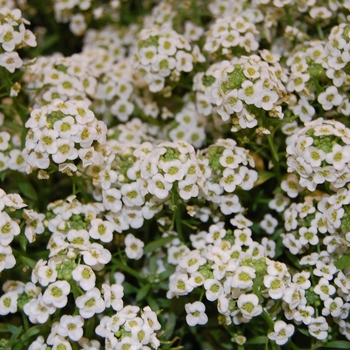 Lobularia maritima - 'Giga White' Alyssum