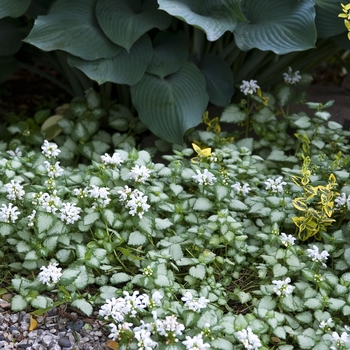 Lamium - White Nancy