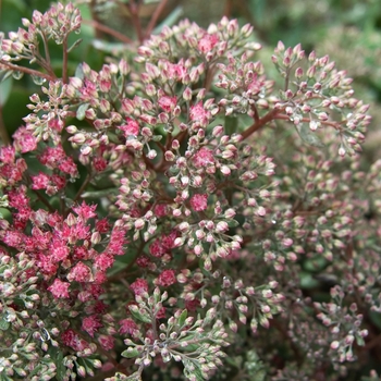 Sedum - 'Rosy Glow' Stonecrop