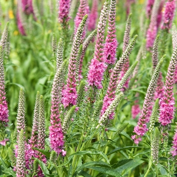 Veronica spicata - 'Red Fox' Speedwell