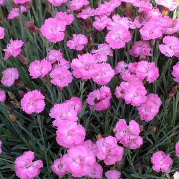 Dianthus gratianapolitanus - 'Tiny Rubies' Cheddar Pinks