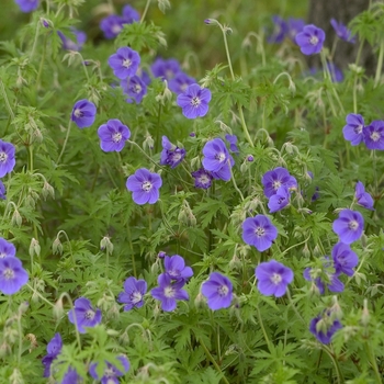 Geranium - 'Brookside' Cranesbill