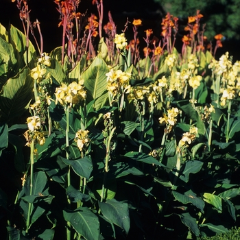 Canna - Assorted, Canna Lily