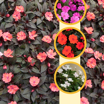 Impatiens - SunPatiens® Series