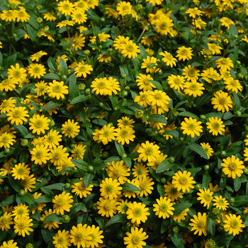 Sanvitalia procumbens - 'Sunbini®' Creeping Zinnia