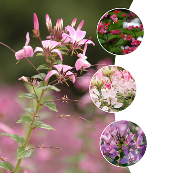 Cleome - 'Multiple Varieties' Spider Flower