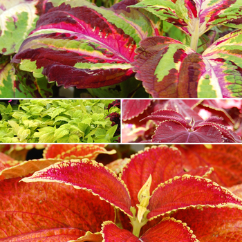 coleus - Giant Exhibition™ 'Multiple Varieties'