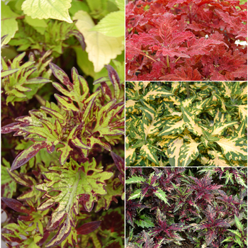 coleus - Stained Glassworks™ 'Multiple Varieties'