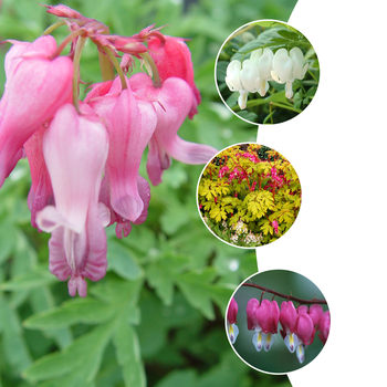 Dicentra - 'Multiple Varieties' Bleeding Heart, Assorted