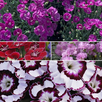 Dianthus - 'Multiple Varieties' 