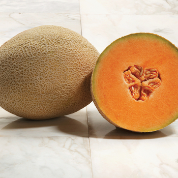 Cucumis melo - 'Journey' Melon